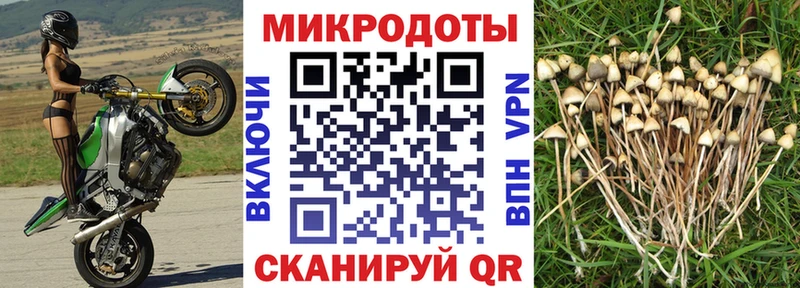 дарнет шоп  Чухлома  Галлюциногенные грибы GOLDEN TEACHER 